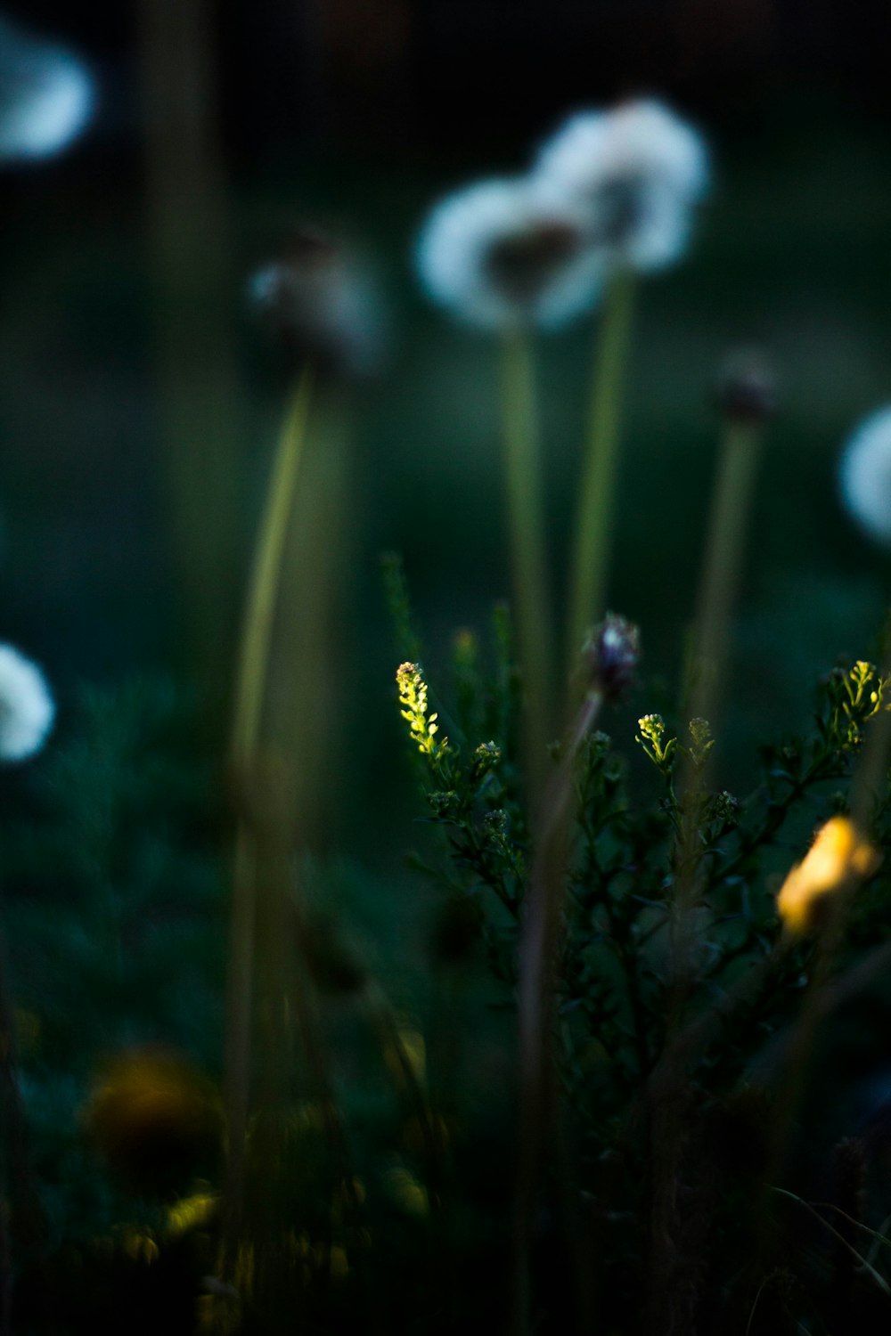 macro shot of dandelion flower