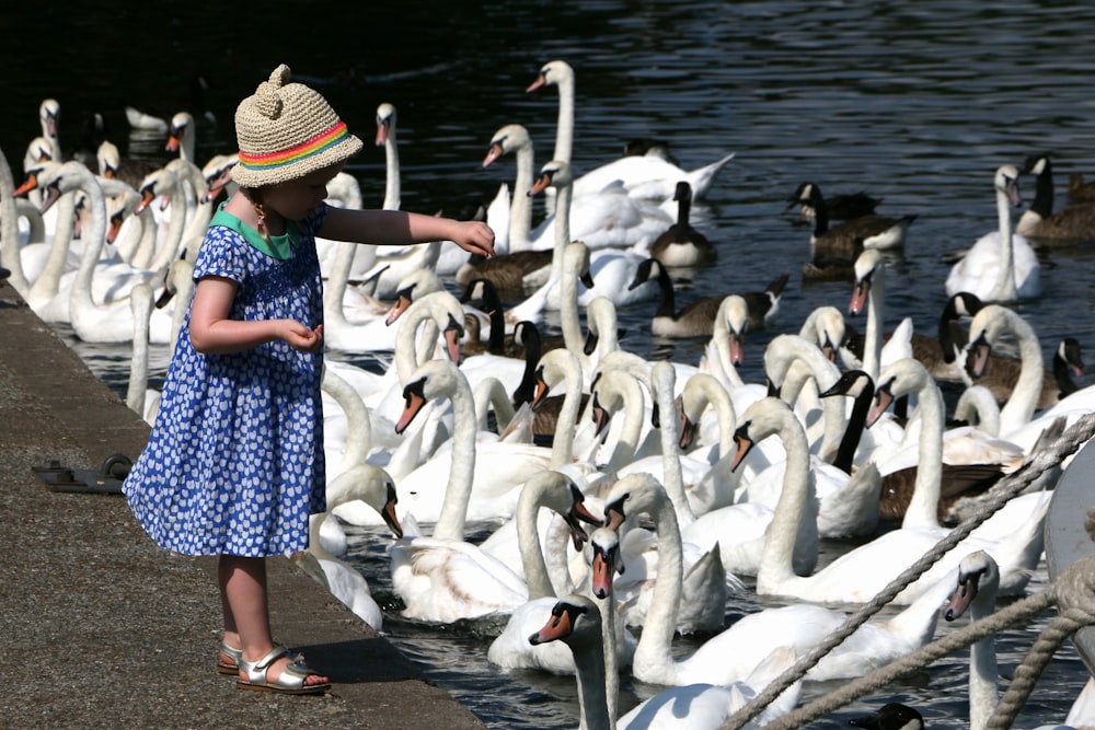 girl feeding flock of swan and geese on body of water during daytime