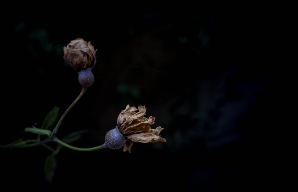 말린 꽃의 선택적 초점 사진