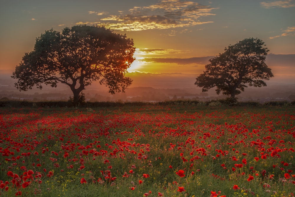 red petaled flowers during golden hour