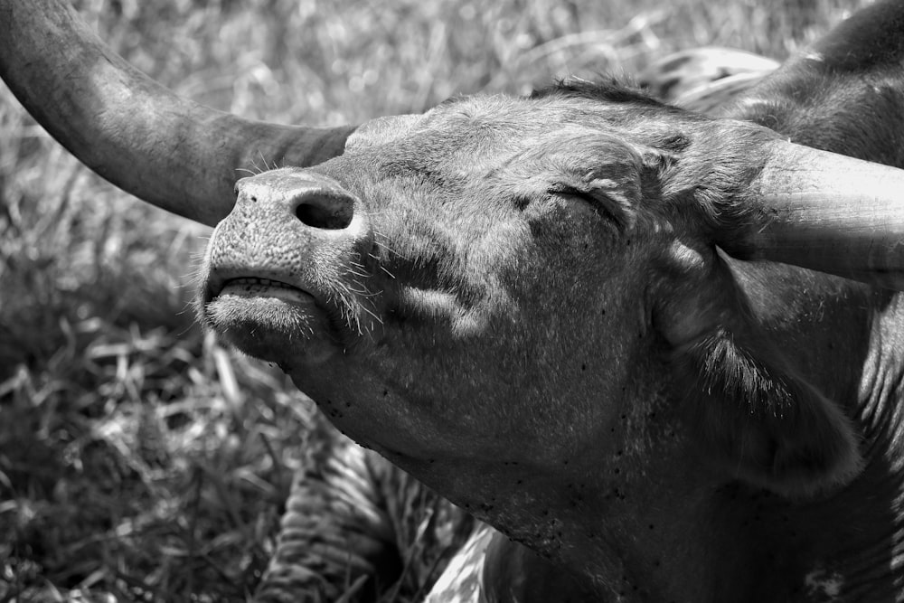greyscale photo of water buffalo