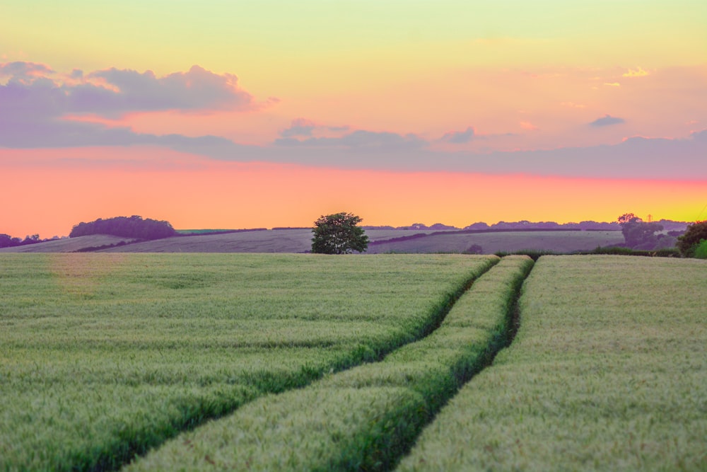 grass field in golden hour background