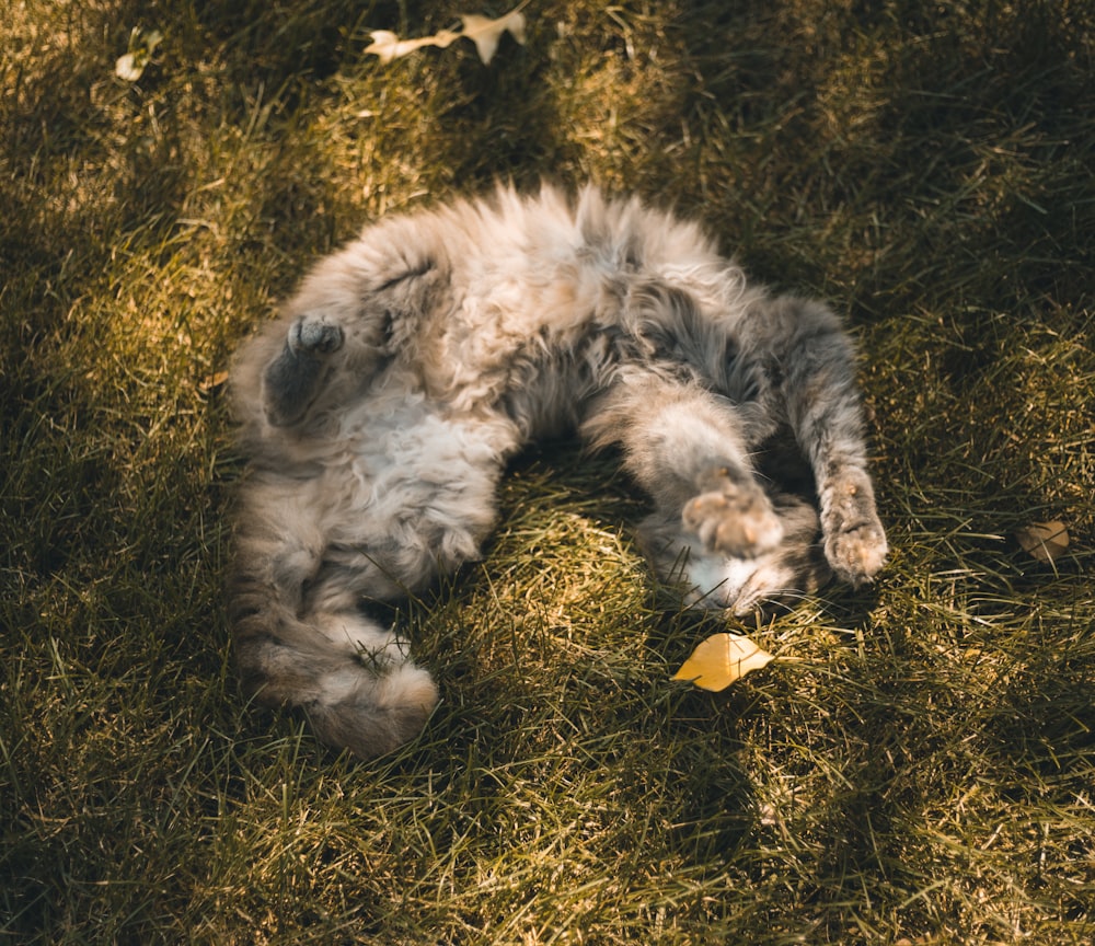 gray cat laying on grass
