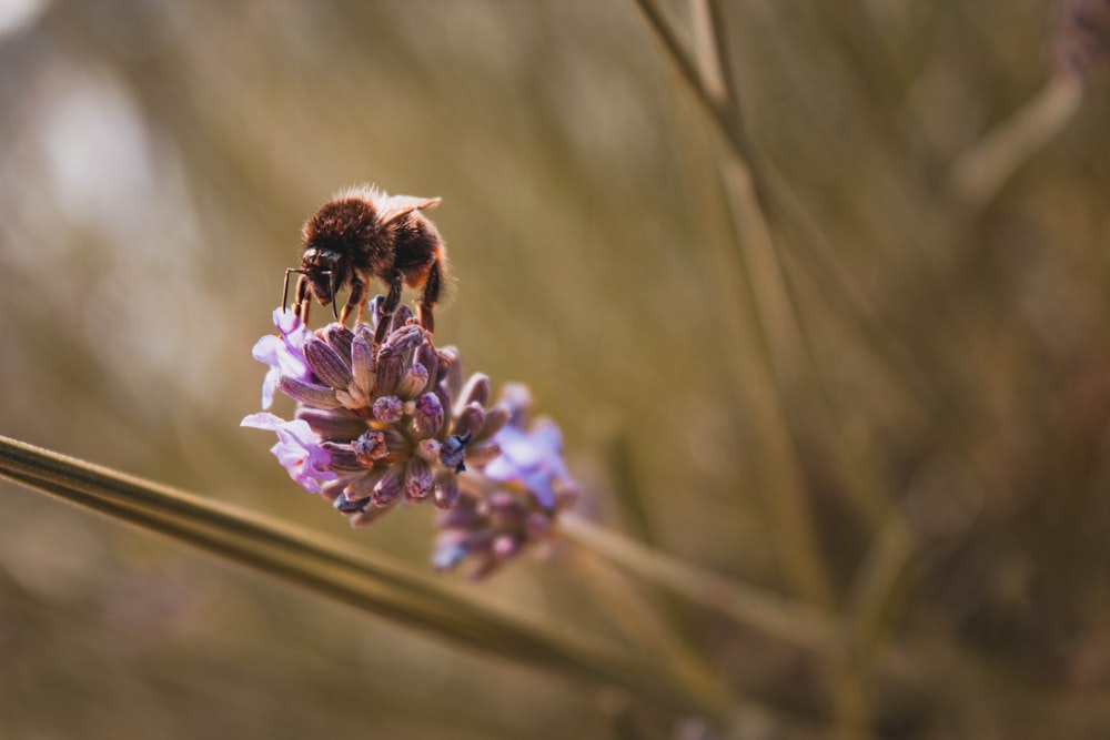 gelbe Biene saugt Saft an der Blüte