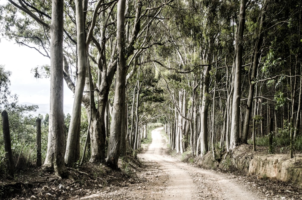 green leafed trees