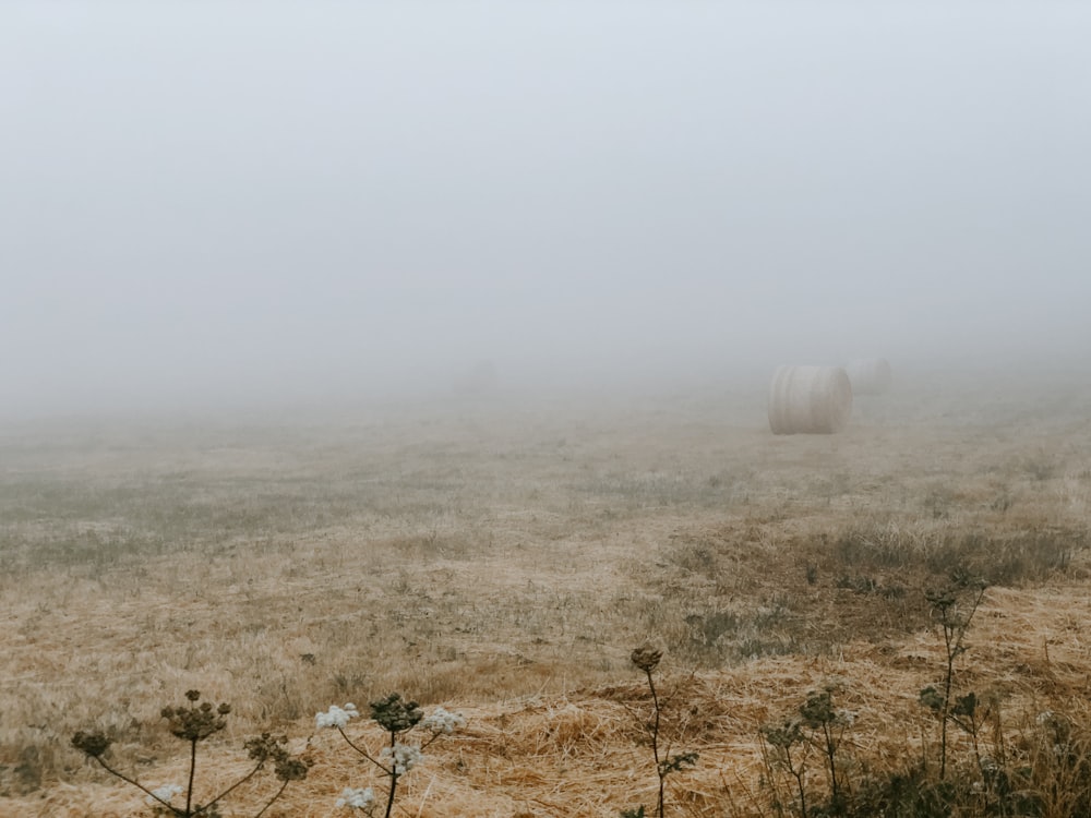 haybay roll surrouded by fog