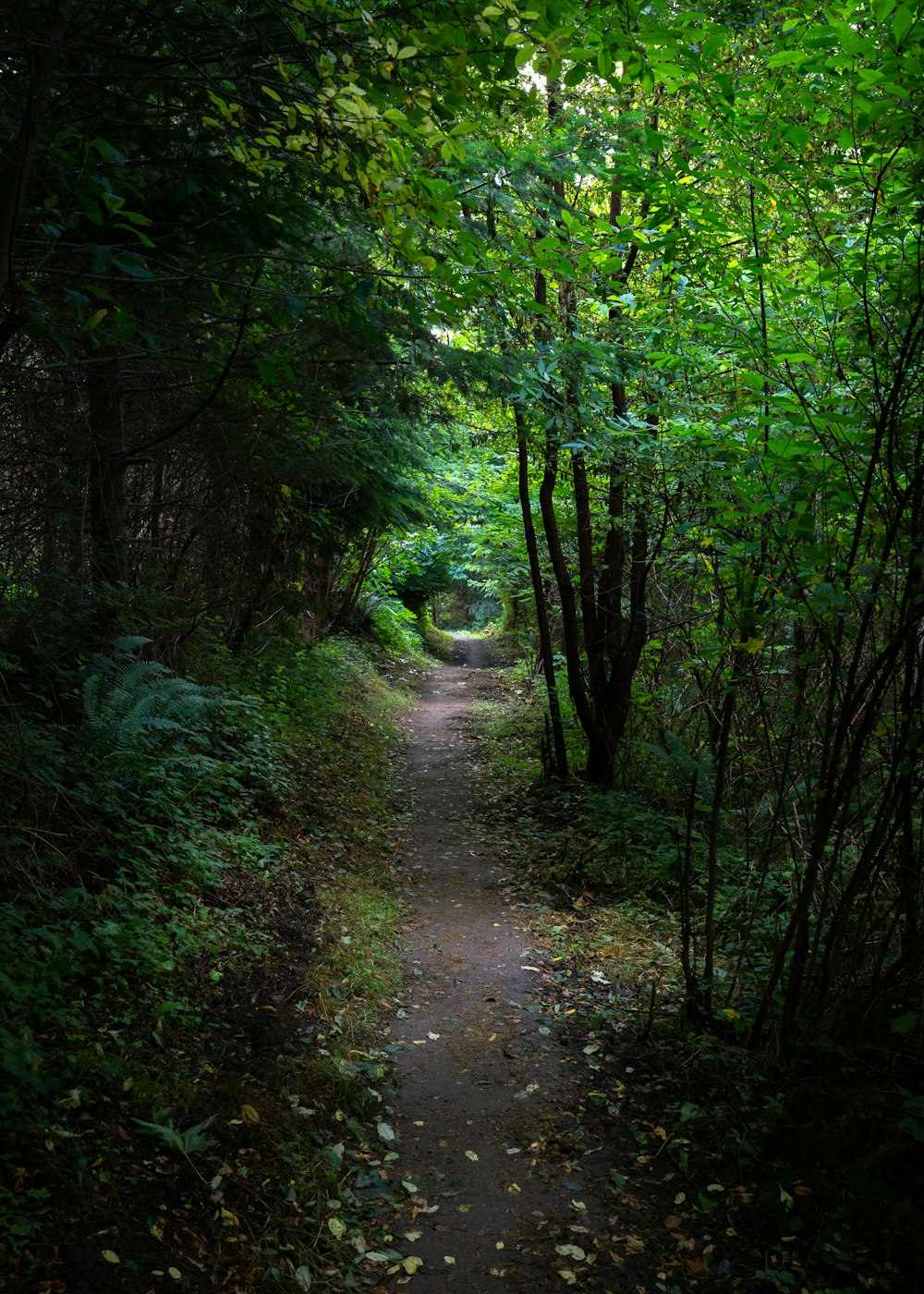 dirt path between green trees at daytime