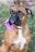 A brown and white boxer dog sitting on the grass wearing a purple flower around its neck. The dog has a serious expression and is looking slightly to the side.