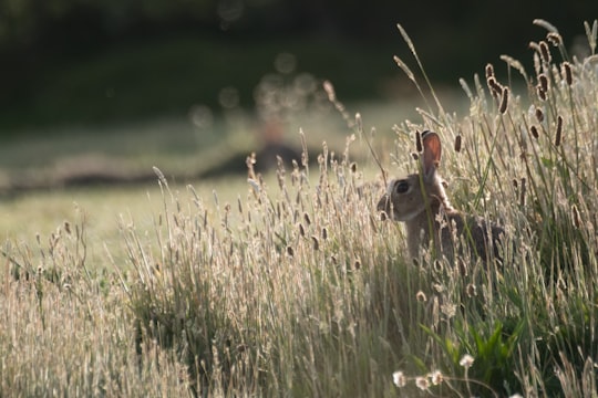 selective focus photography of gray rabbit on grass field in Cornwall United Kingdom