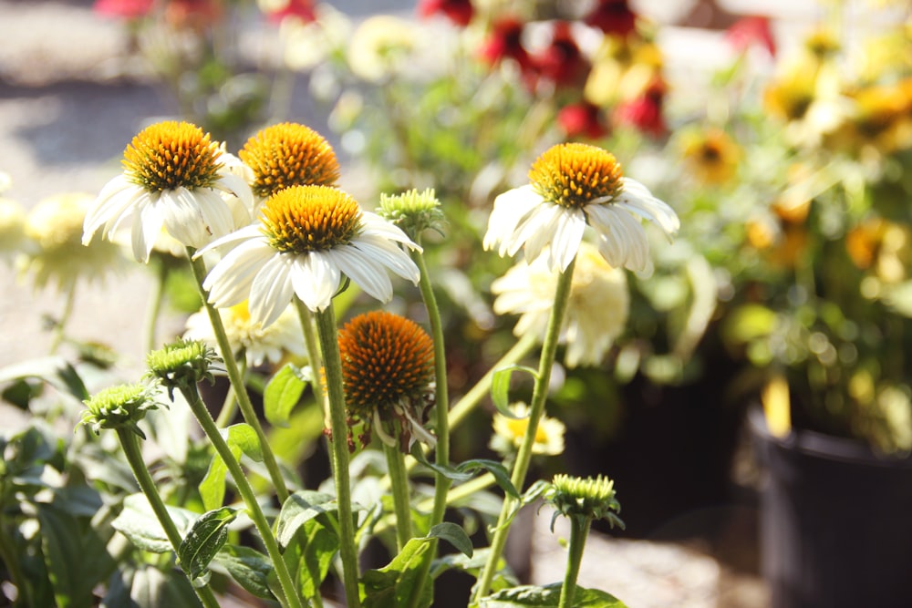 white and yellow flowers in tilt shift lens