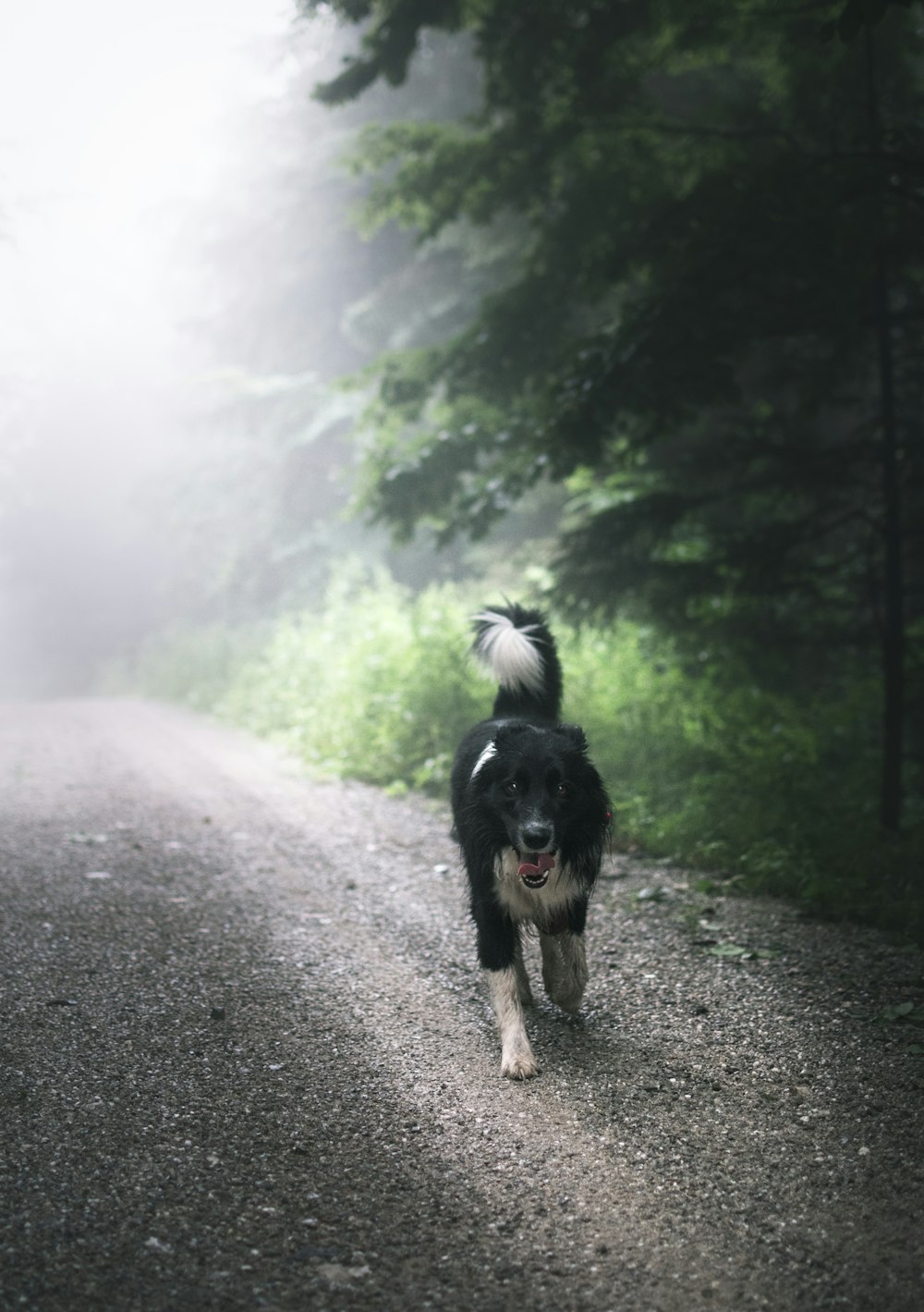 cane nero sulla strada