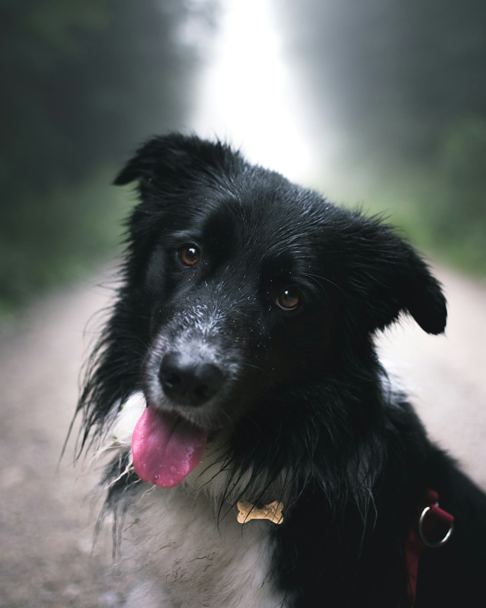 selective focus photography of dog
