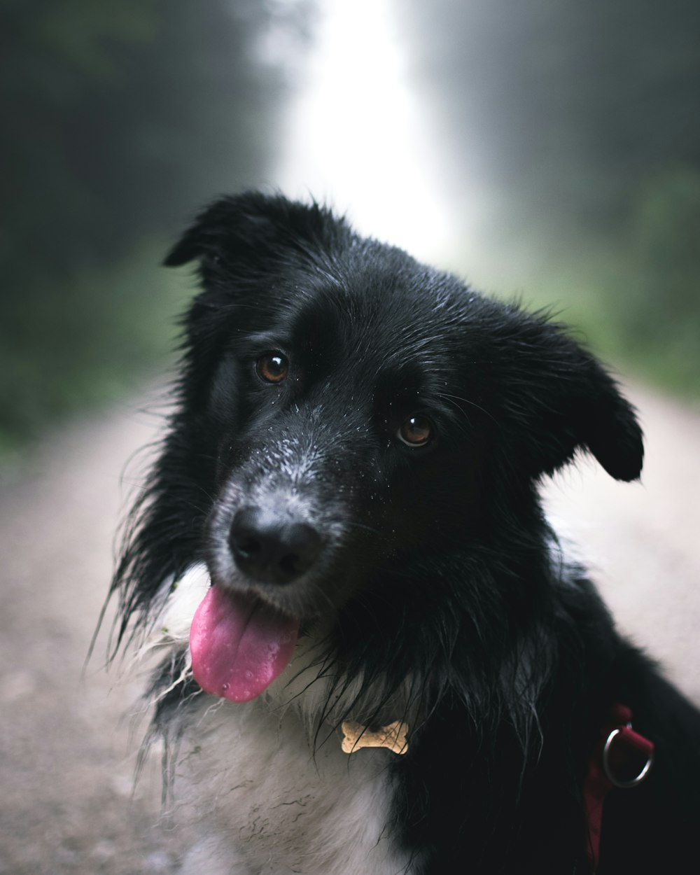 Fotografia a fuoco selettiva del cane