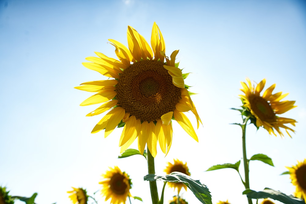 photo of sunflower field