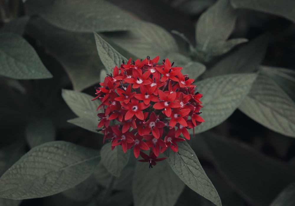 closeup photo of red ixora flower