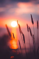 wheat grain in focus photography during sunset