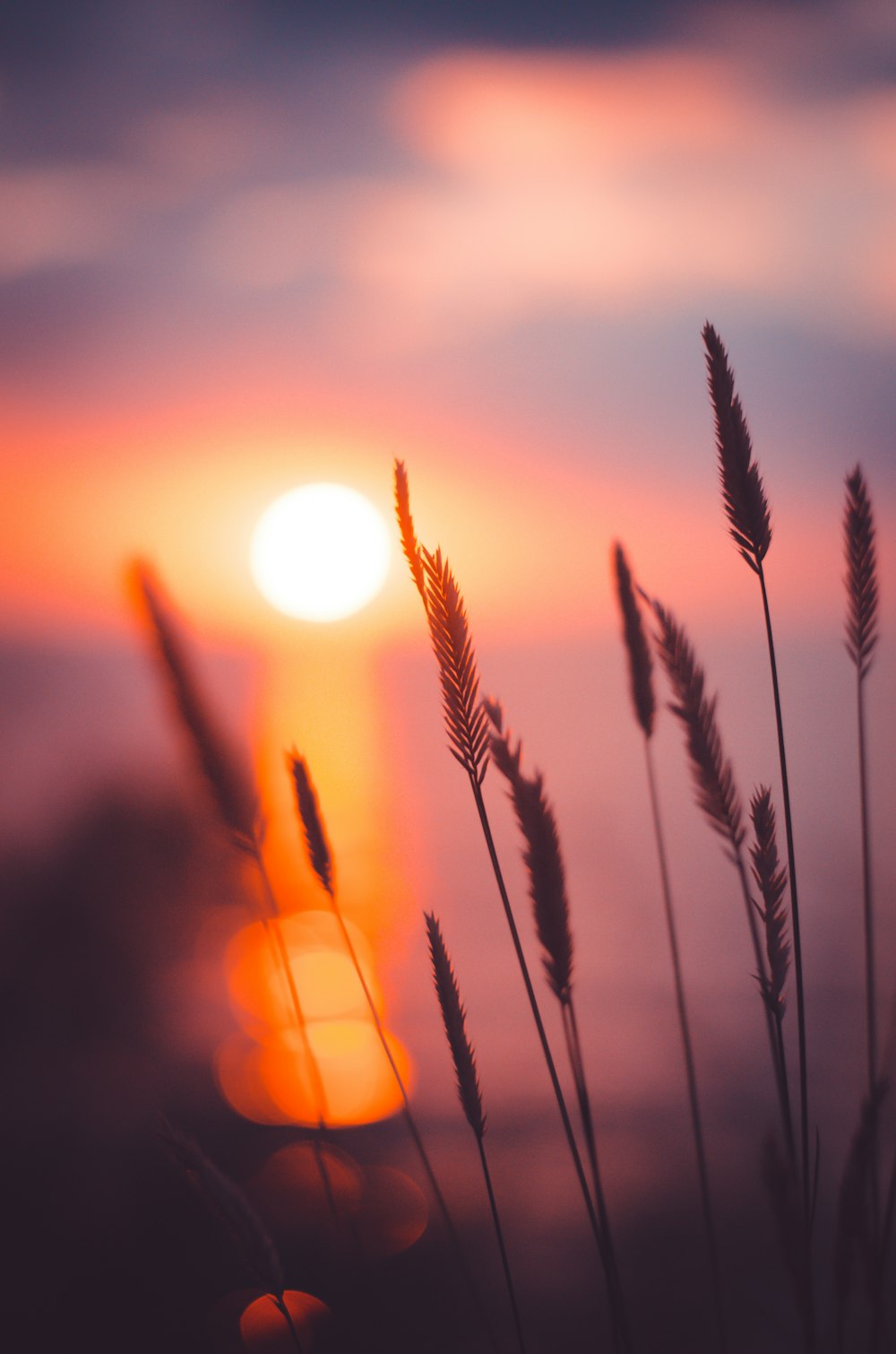 日没時の小麦粒のピント写真