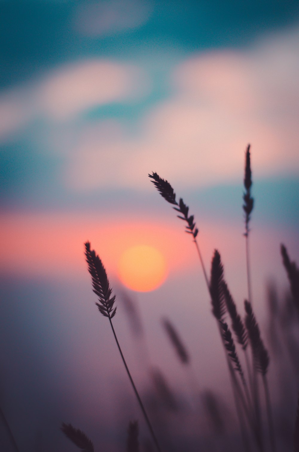 silhouette de blé au coucher du soleil