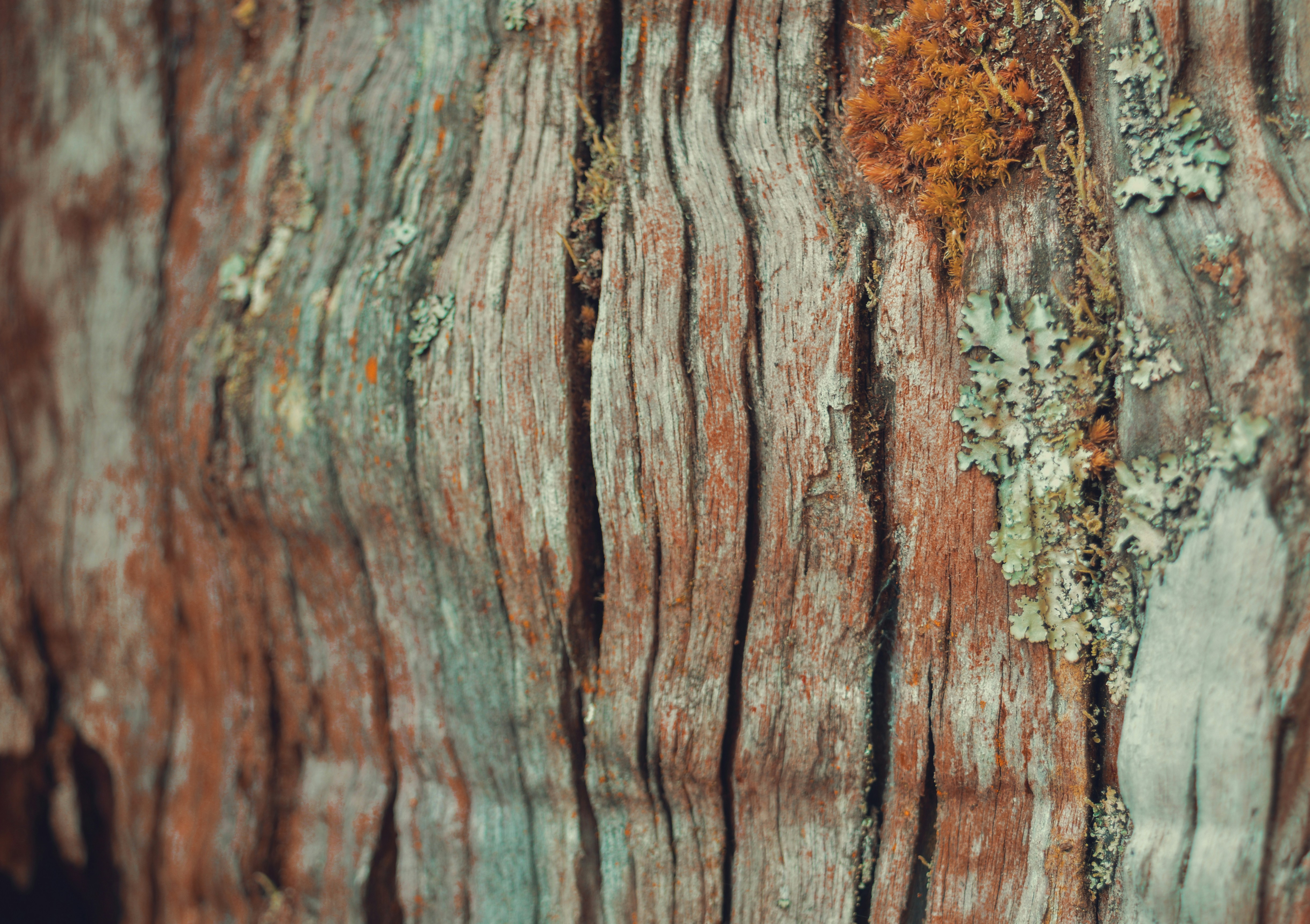 a close up of a tree trunk with moss growing on it
