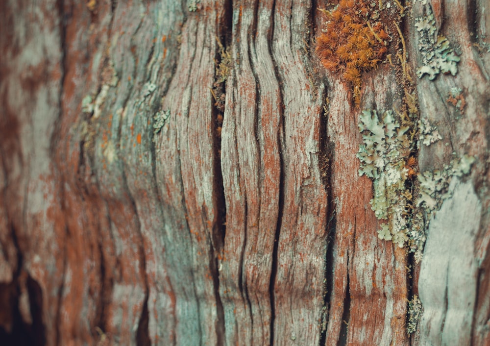 a close up of a tree trunk with moss growing on it