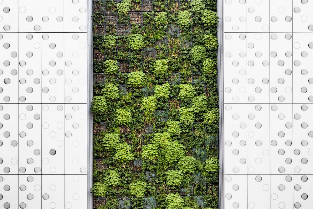 a wall covered in lots of green plants