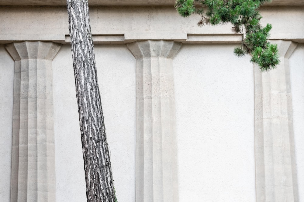 green leaf tree near beige painted wall