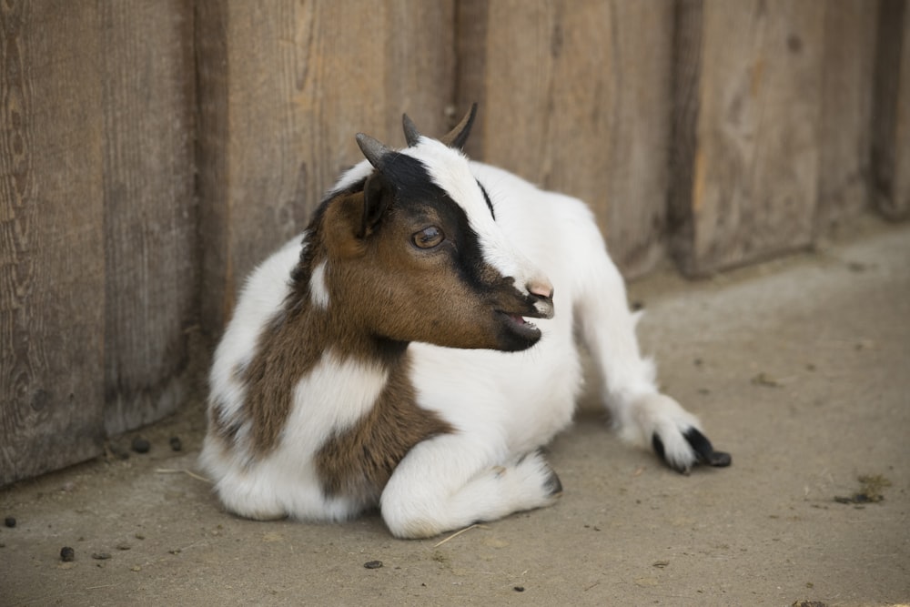 foto de foco de cabra branca e marrom deitada na superfície marrom