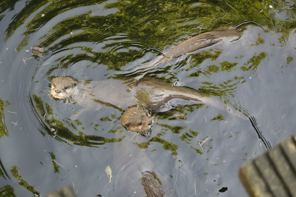 three brown otters soaked on water