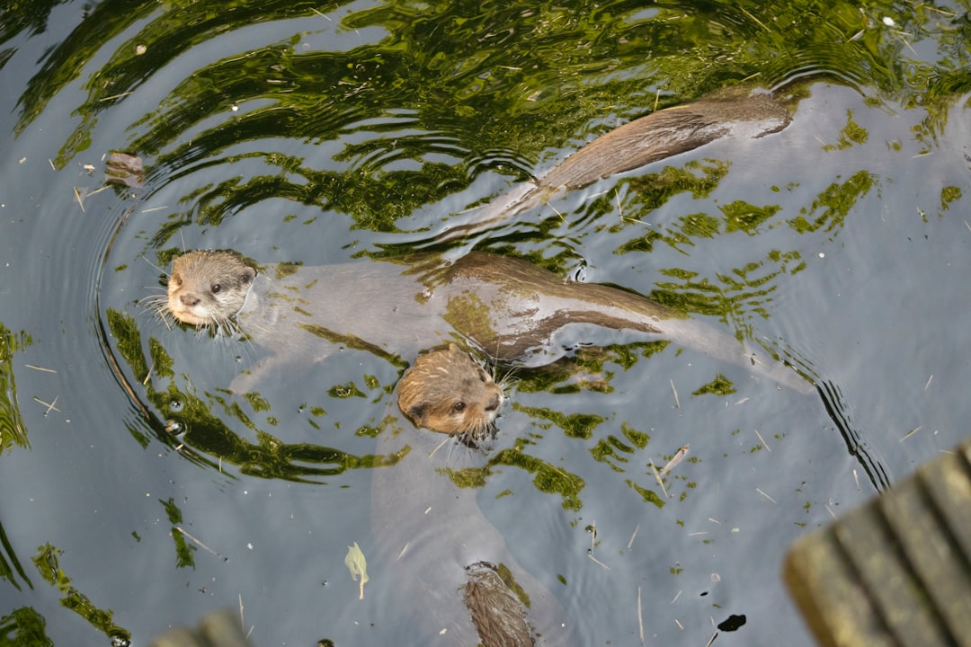 Watercourse photo spot Allwetterzoo Münster Germany