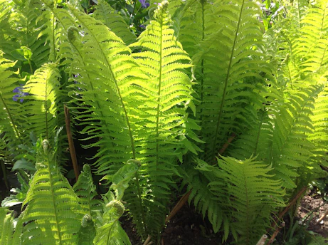 A lush, vibrant fern with delicate fronds unfurling gracefully in soft natural light.