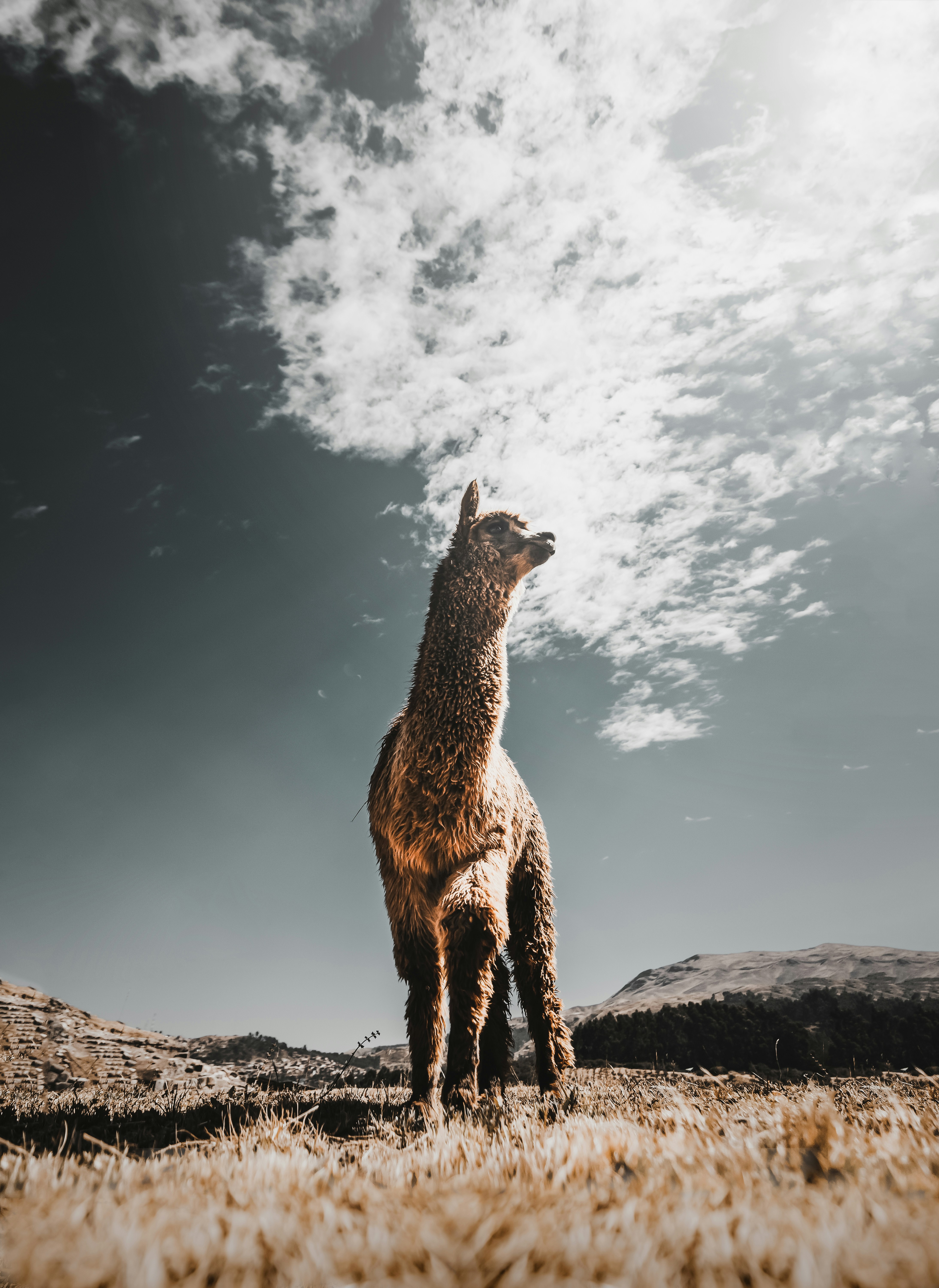 low-light photo of llama on field