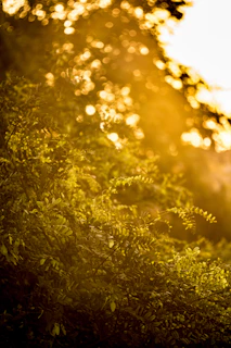 Soft morning light filtering through delicate leaves over a warm earth-toned background.
