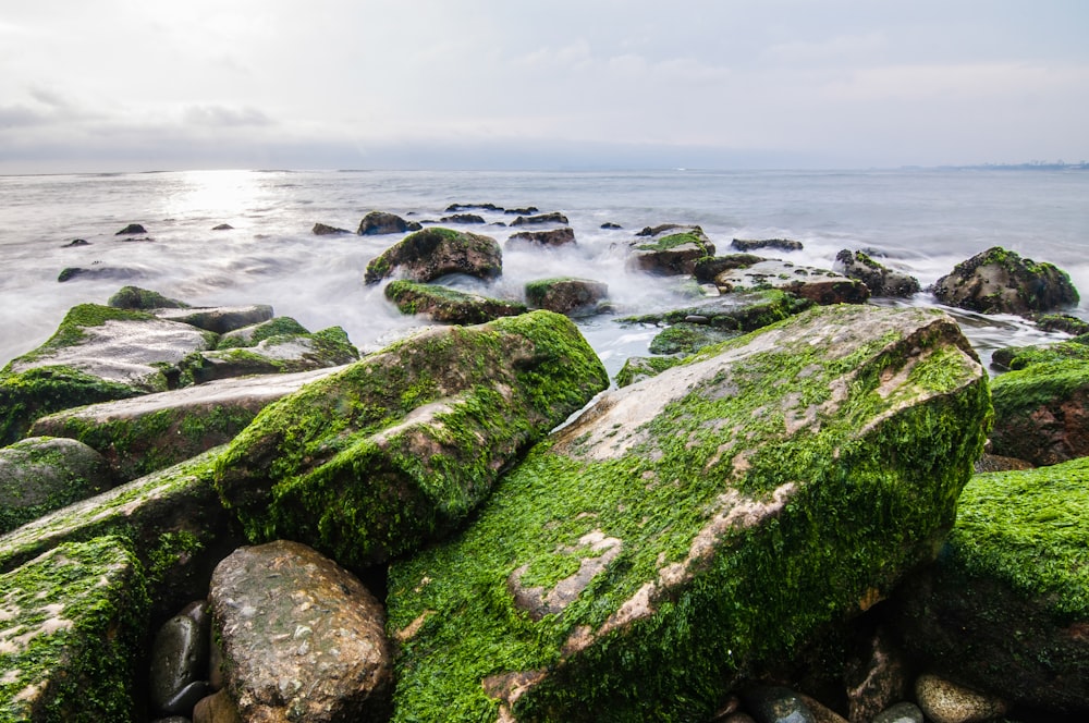 rocks with moss beside shoreline