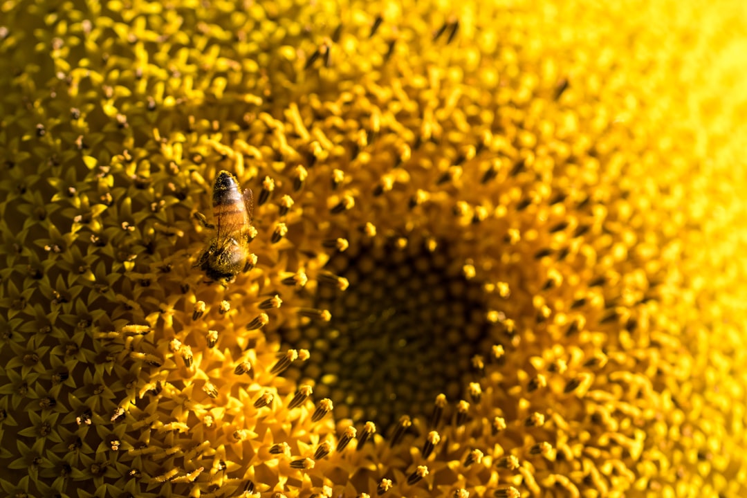 macro photography of bee on yellow flower