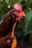 A close-up of a rooster with vibrant red comb and wattles. The brown feathers have a glossy sheen, and the background is a soft blur of green foliage, creating a contrast with the rooster's vivid colors.
