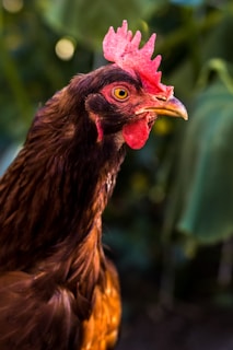 A close-up of a rooster with vibrant red comb and wattles. The brown feathers have a glossy sheen, and the background is a soft blur of green foliage, creating a contrast with the rooster's vivid colors.