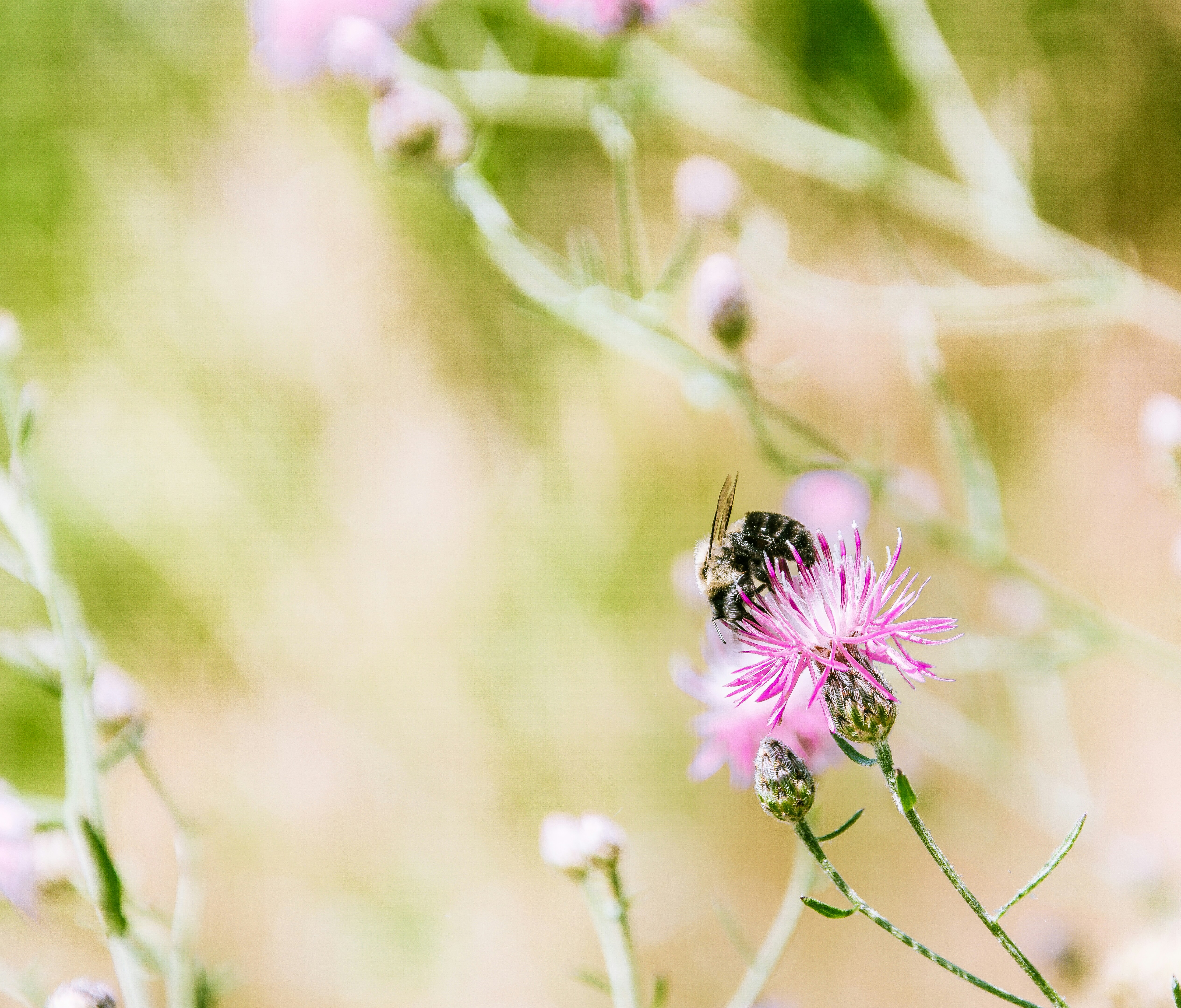 black bee on pink petaled flower