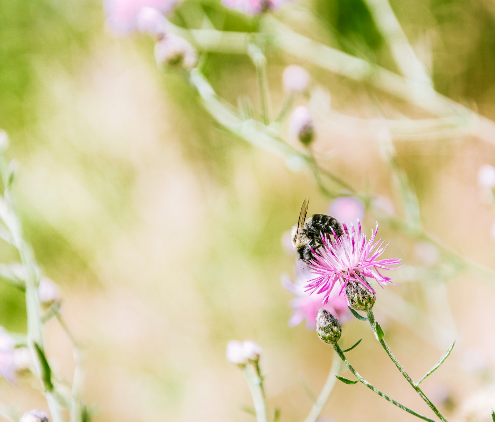 Samsung NX500 sample photo. Black bee on pink photography