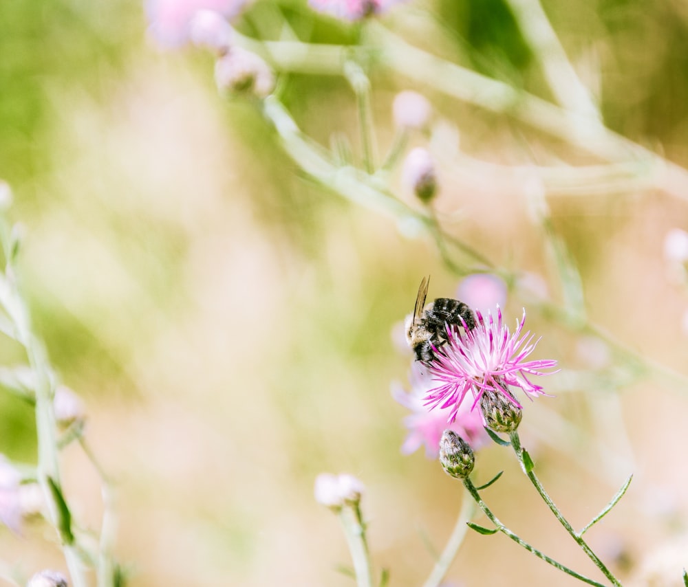 abeja negra en flor de pétalos rosados