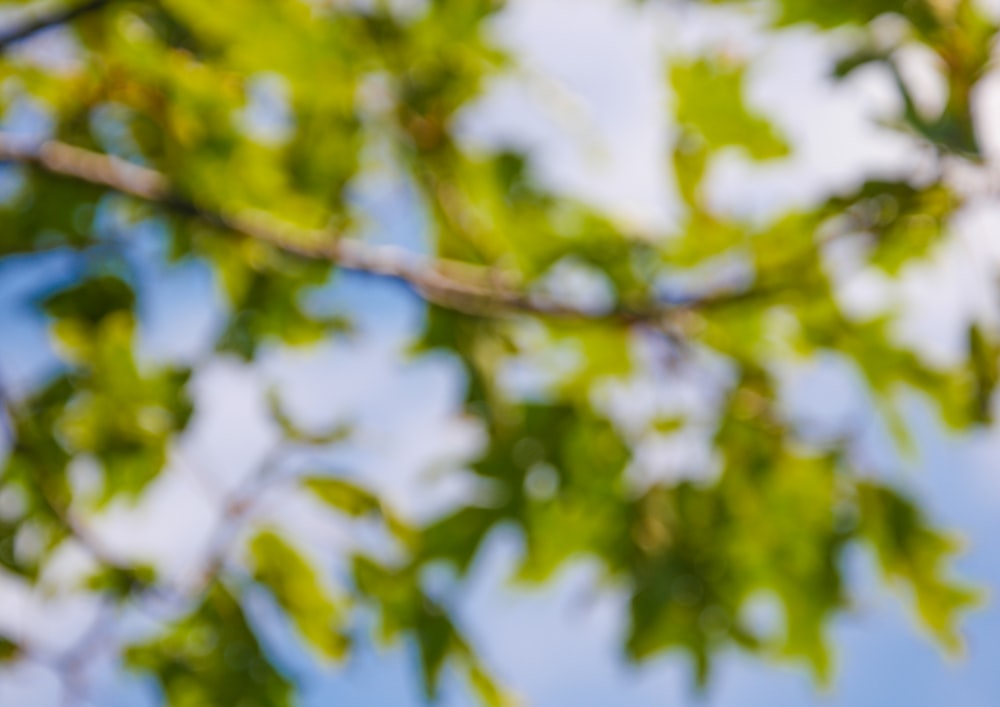 Un uccello è appollaiato su un ramo d'albero