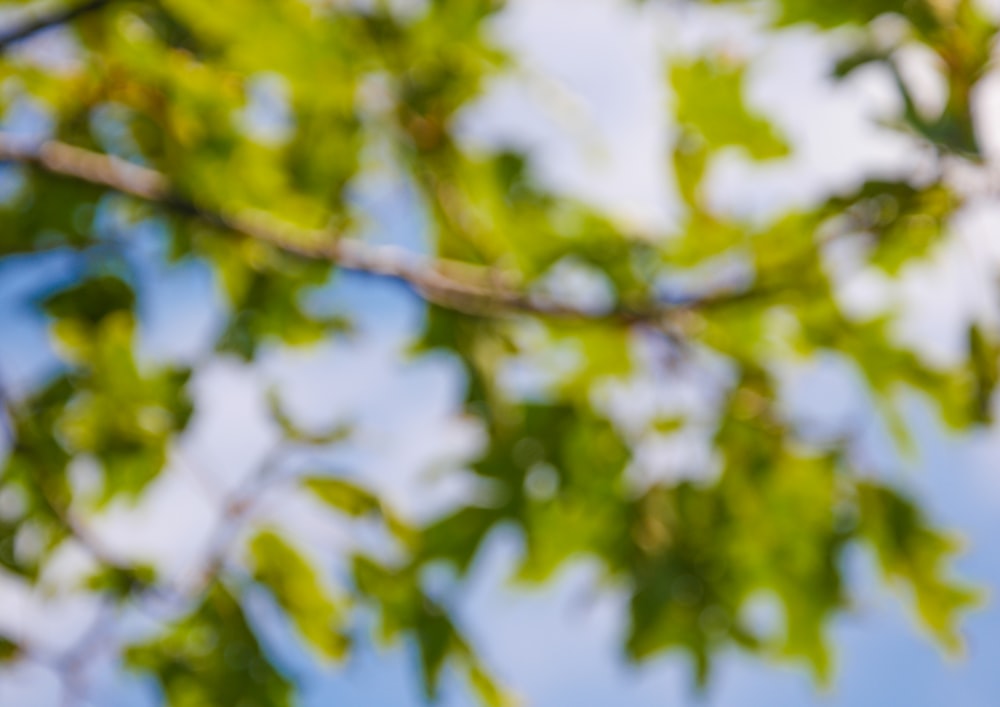 a bird is perched on a tree branch