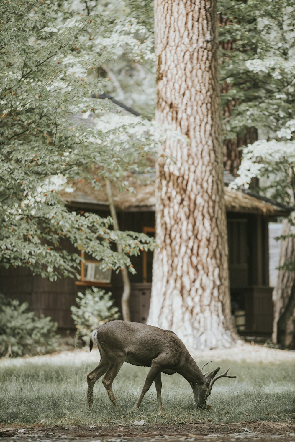 brown white-tailed deer eating grass near brown wooden hut during day