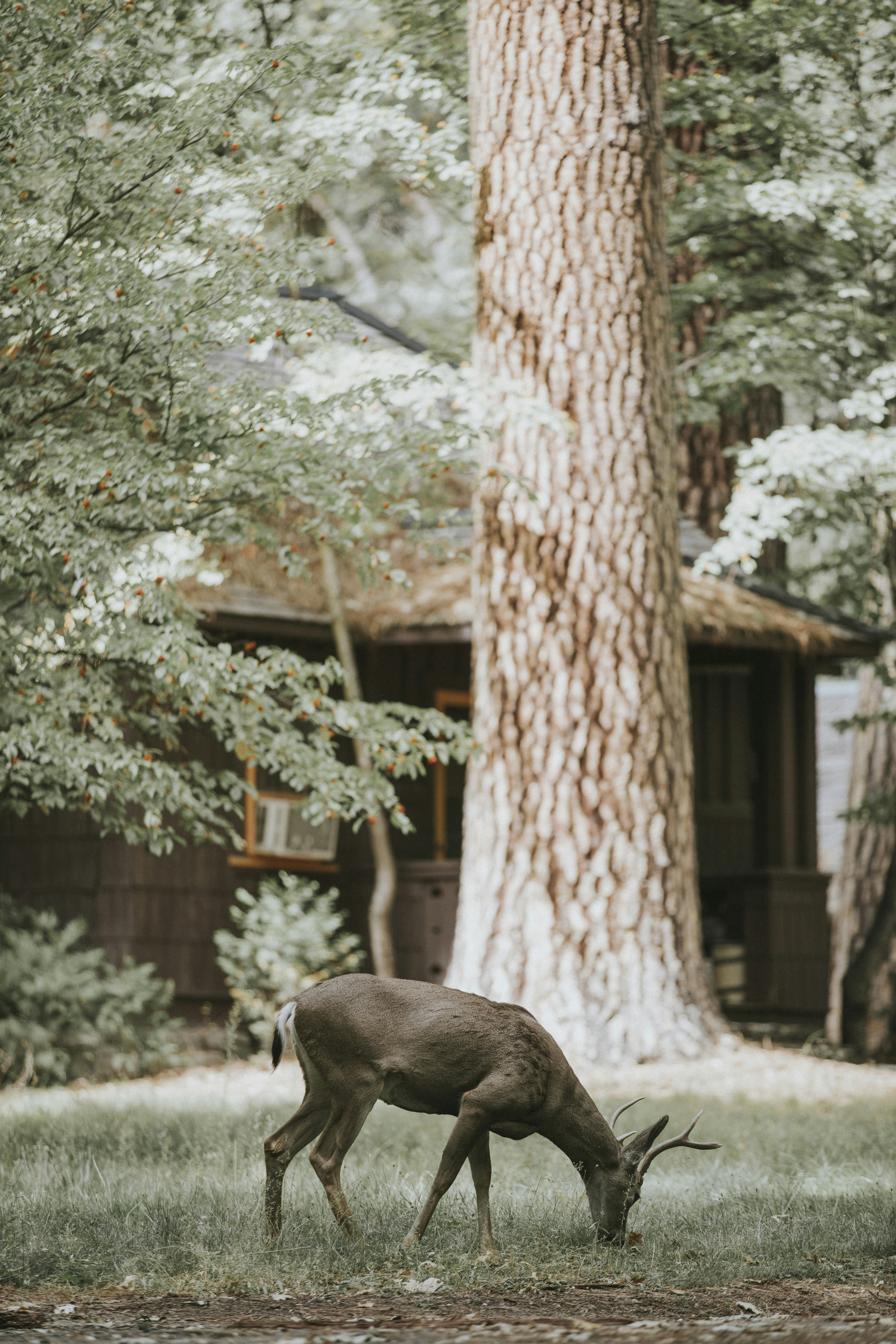 Coming across my first deer in Yosemite