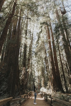 a person standing in the middle of a forest