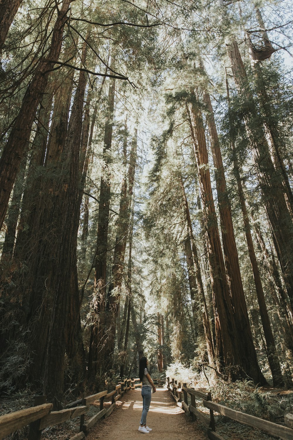 uma pessoa em pé no meio de uma floresta