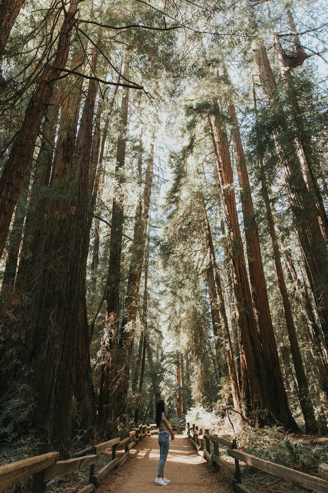travelers stories about Forest in Muir Woods National Monument, United States