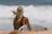 Woman surfer checking her phone on the beach with surfboards and ocean waves behind her.