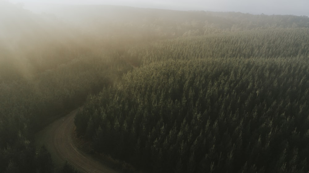 aerial photography of concrete road near trees at daytime