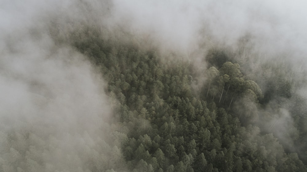 Bosque verde bajo cielo nublado