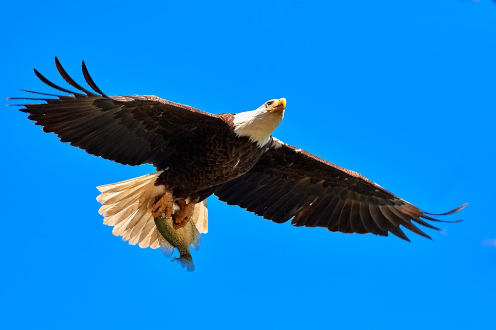 Adler fliegt am Himmel